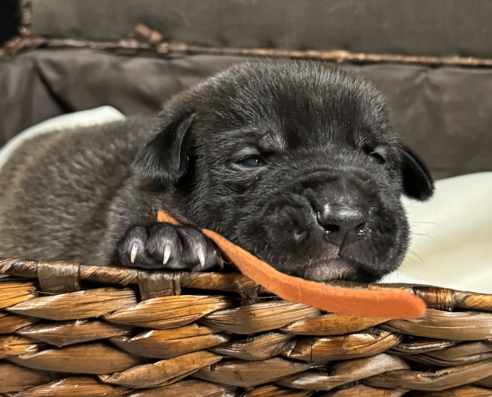 adoptable Dog in Herndon, VA named Brownie