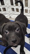 adoptable Dog in  named Ebony