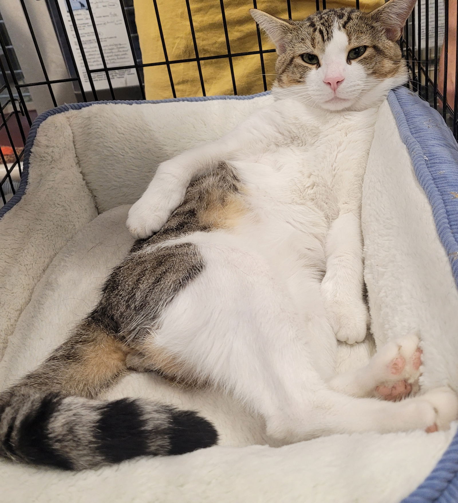 adoptable Cat in Herndon, VA named Jed