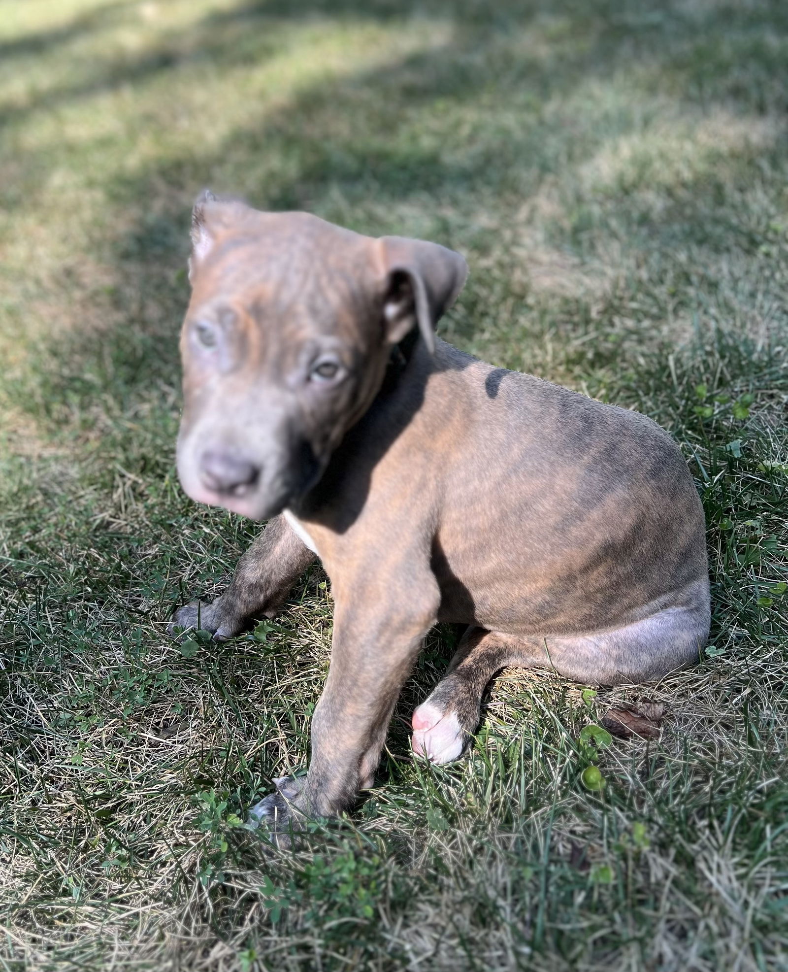 adoptable Dog in Herndon, VA named Butterball