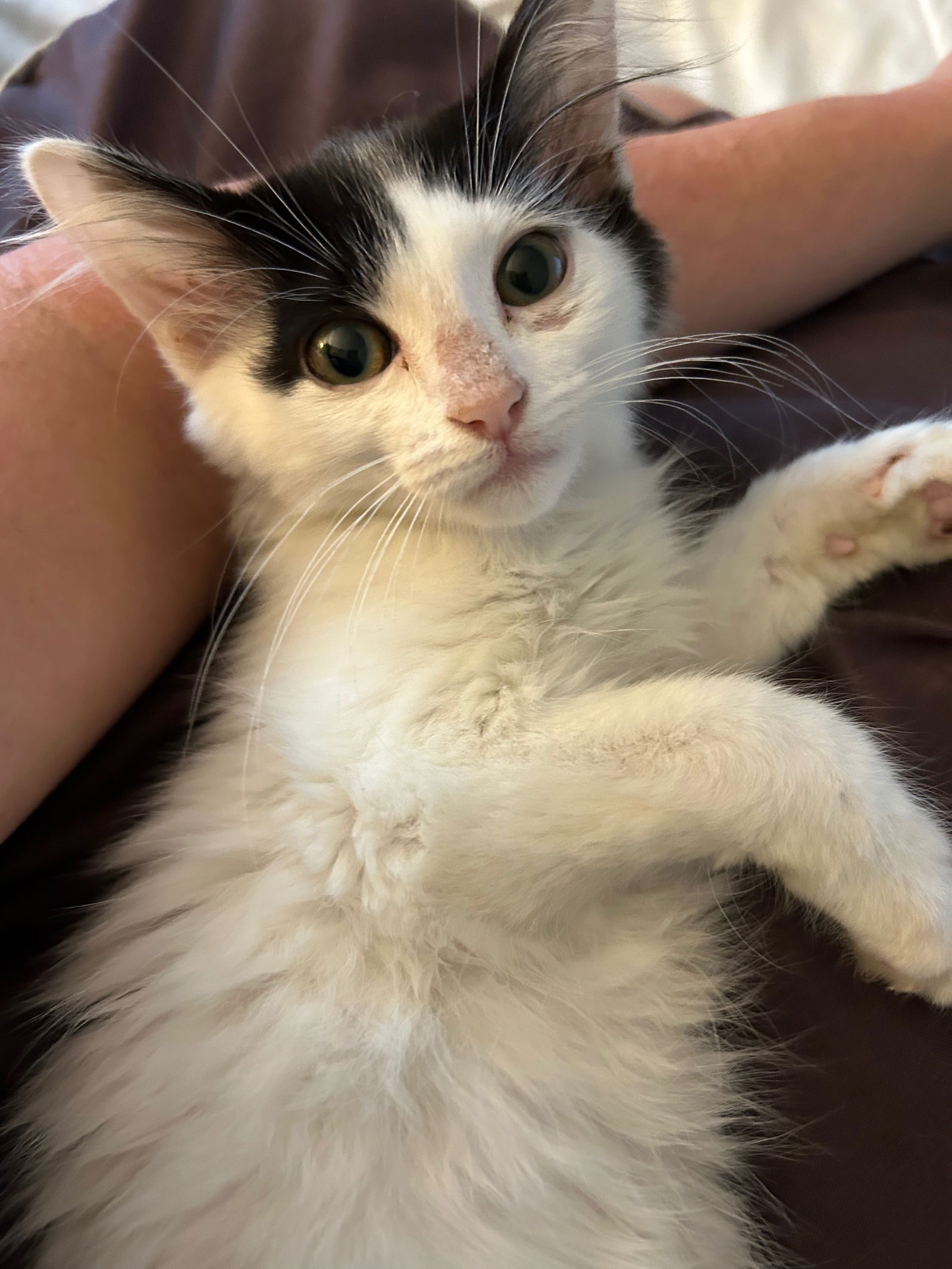 adoptable Cat in Herndon, VA named Cinder