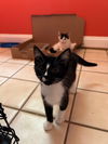 adoptable Cat in , VA named Ash (& Charlie) bonded