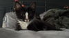 adoptable Cat in Herndon, VA named Charlie (& Ash) bonded