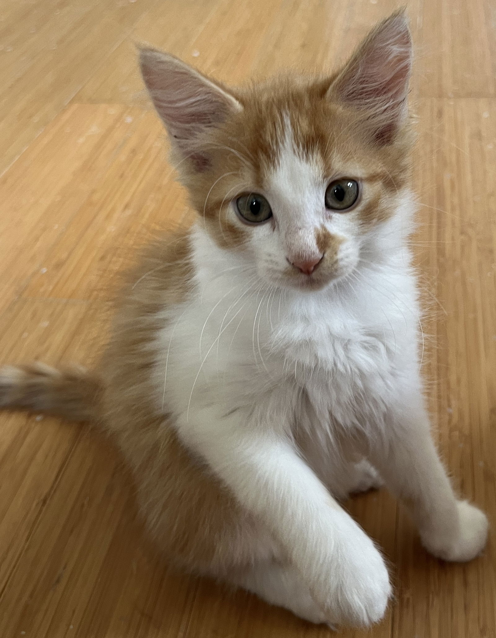 adoptable Cat in Herndon, VA named Ariel (baby)