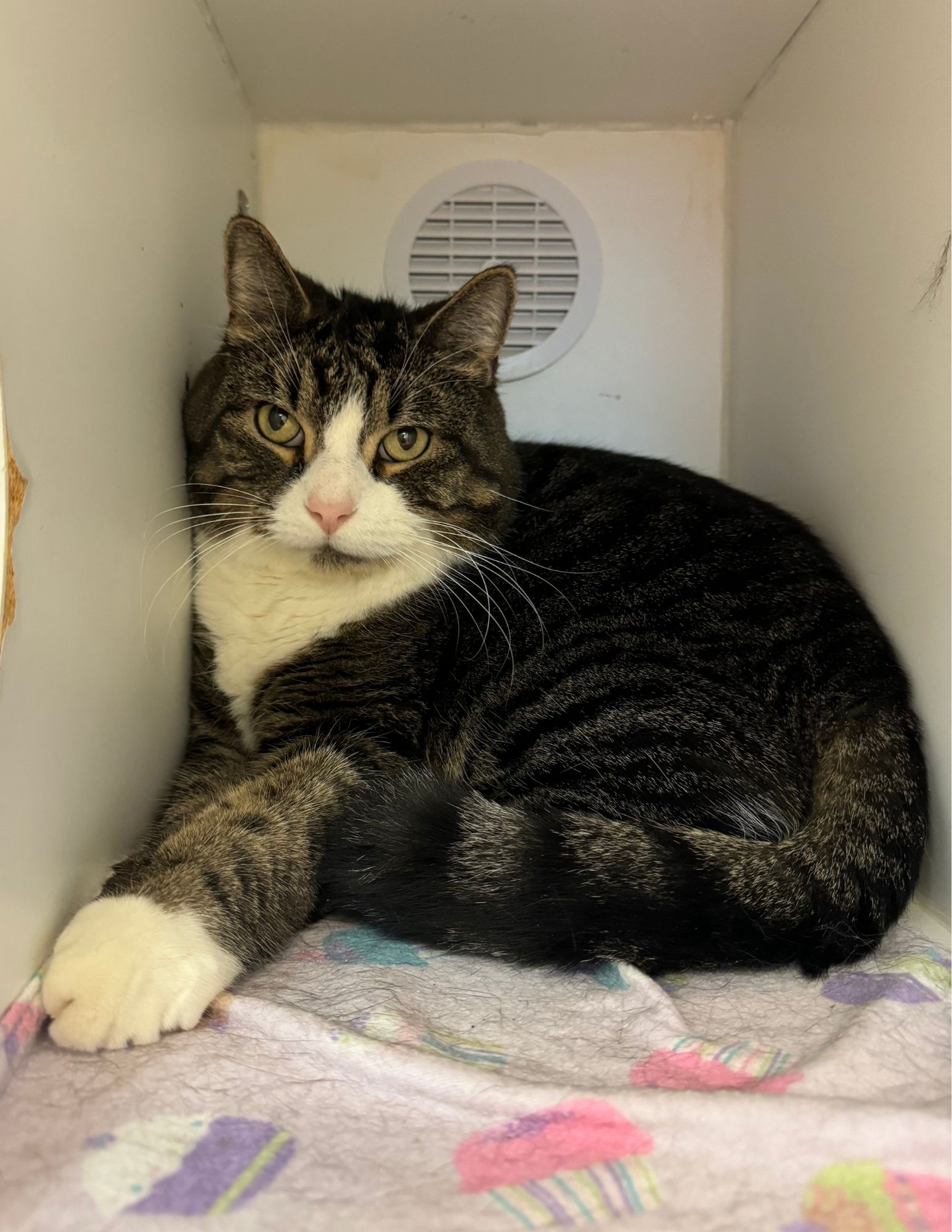 adoptable Cat in Herndon, VA named Coogi Mi