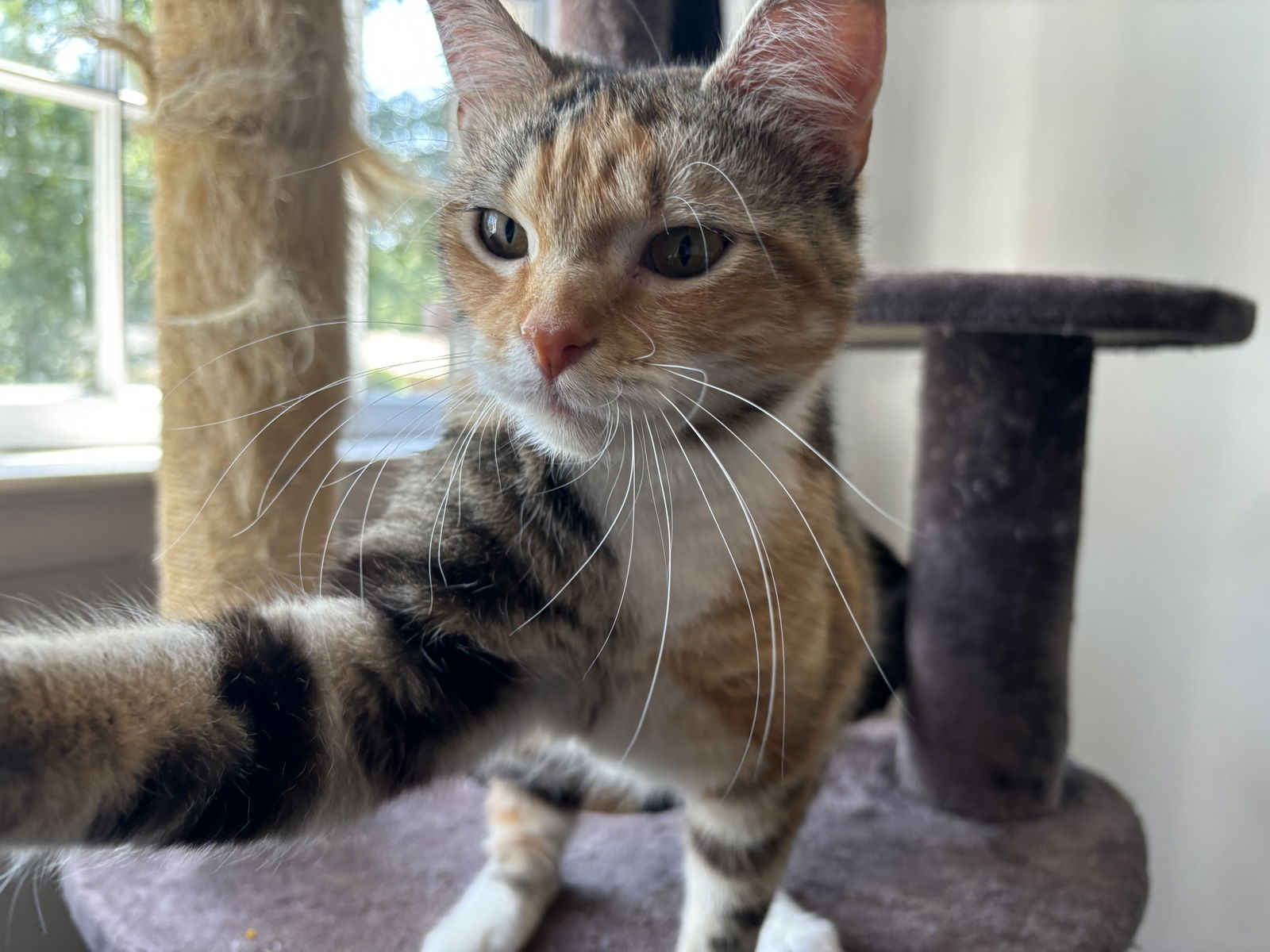 adoptable Cat in Herndon, VA named Princess Daisy