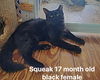 adoptable Cat in Herndon, VA named Squeak