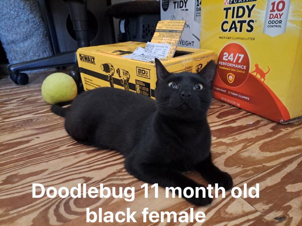 adoptable Cat in Herndon, VA named Doodlebug