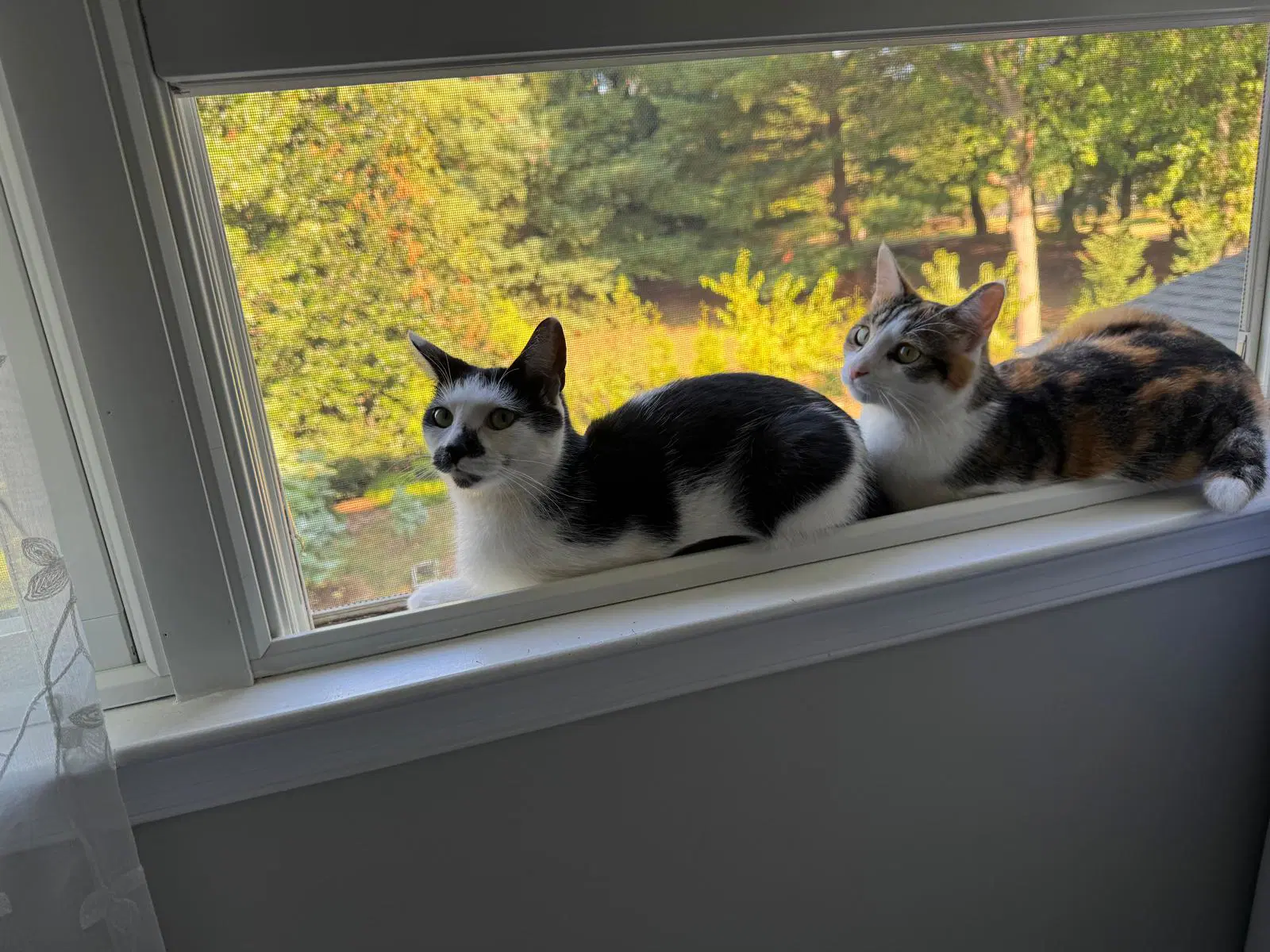Mocha  Mochi Bonded - Domestic Medium Hair
