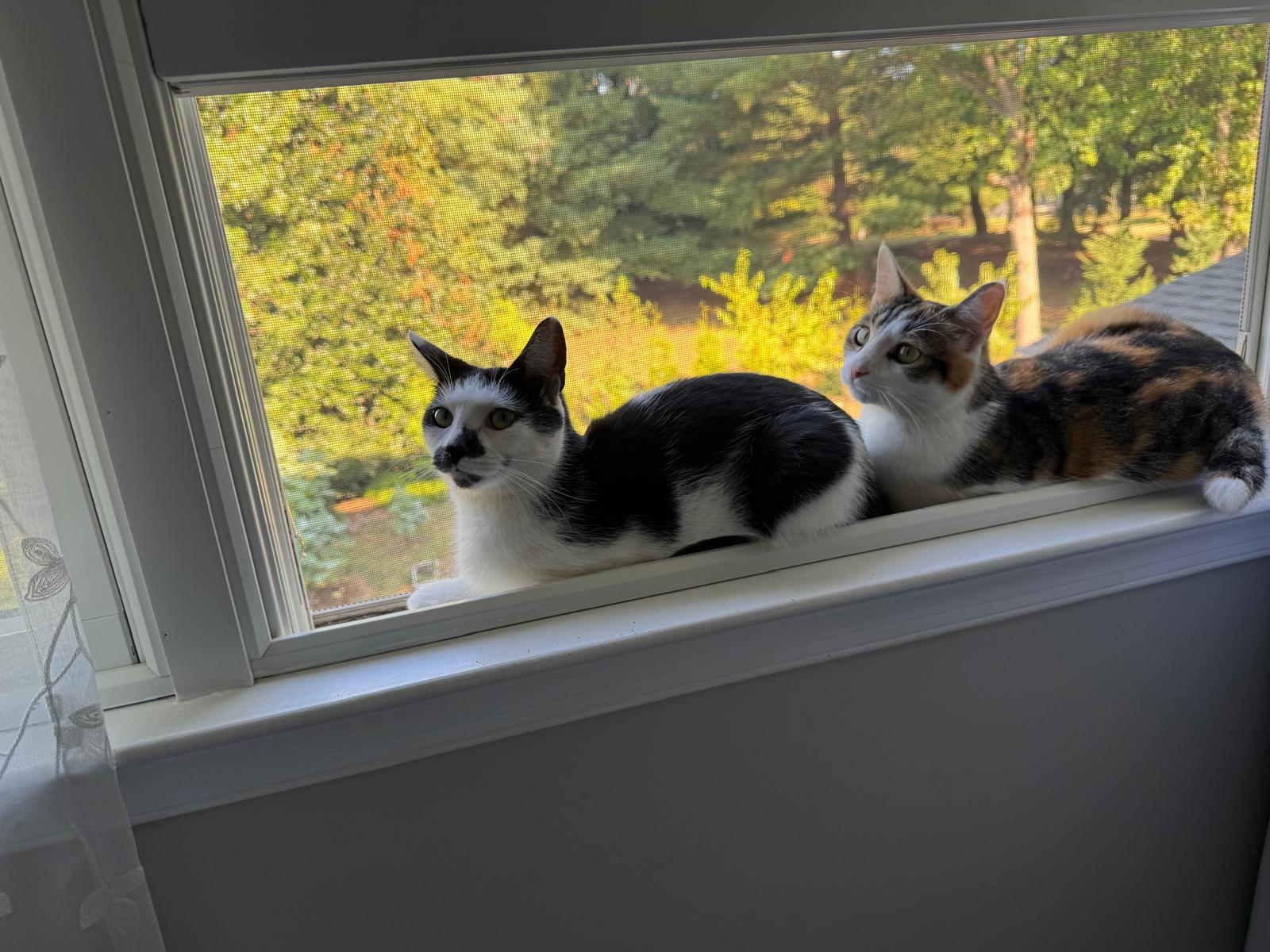 Mocha  Mochi Bonded