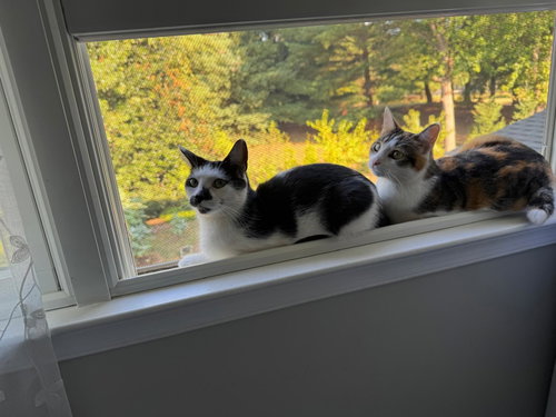 Mocha & Mochi *BONDED*, a Domestic Medium Hair (medium coat) cat for adoption in Herndon, VA, photo 1 of 4