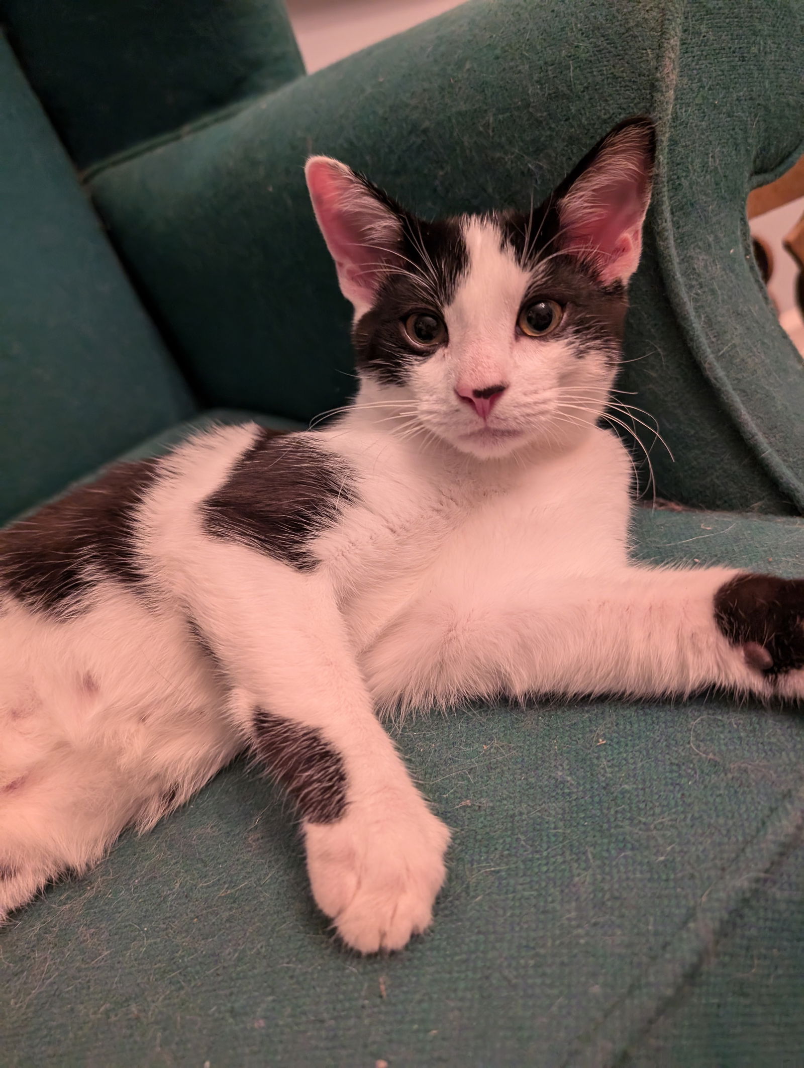 adoptable Cat in Herndon, VA named Reggie