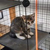 adoptable Cat in , VA named Diana