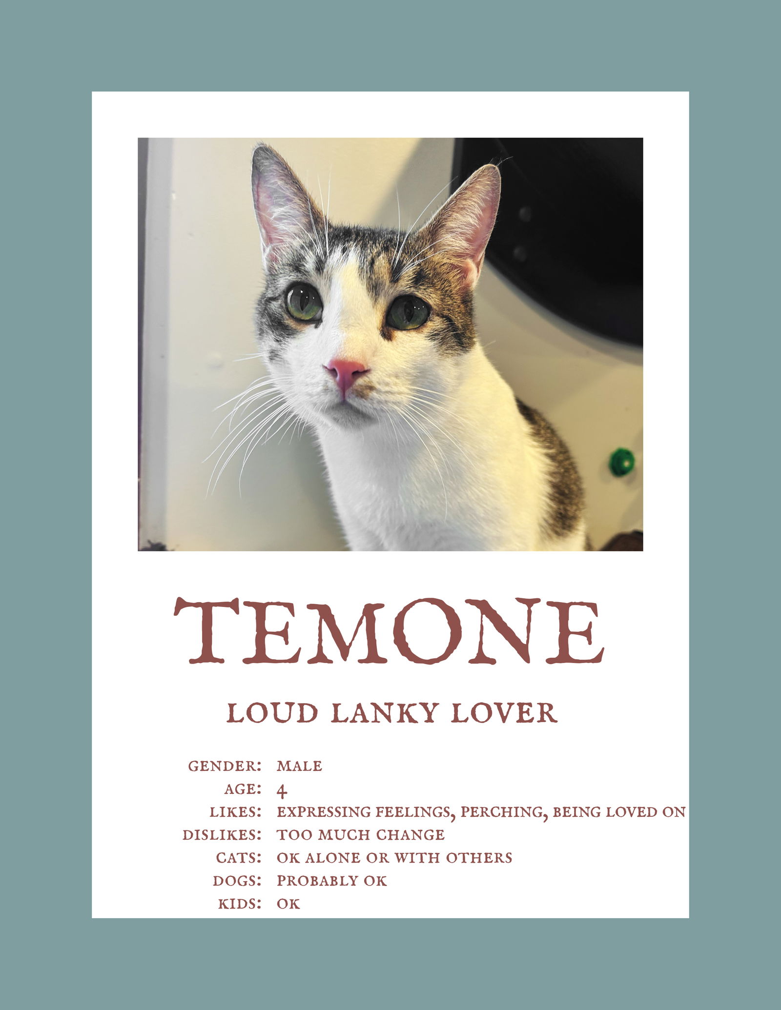 adoptable Cat in Herndon, VA named Temone