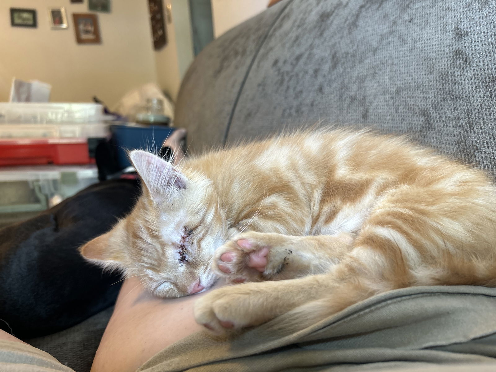 adoptable Cat in Herndon, VA named Robin