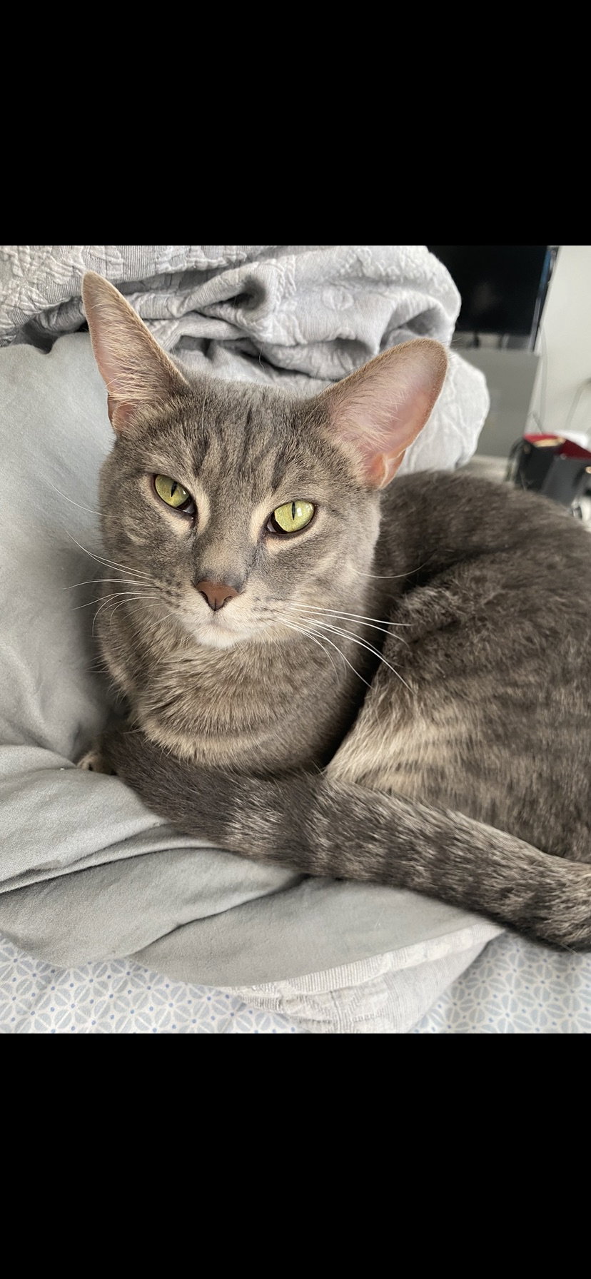 Windy & Stormy - BONDED, cat