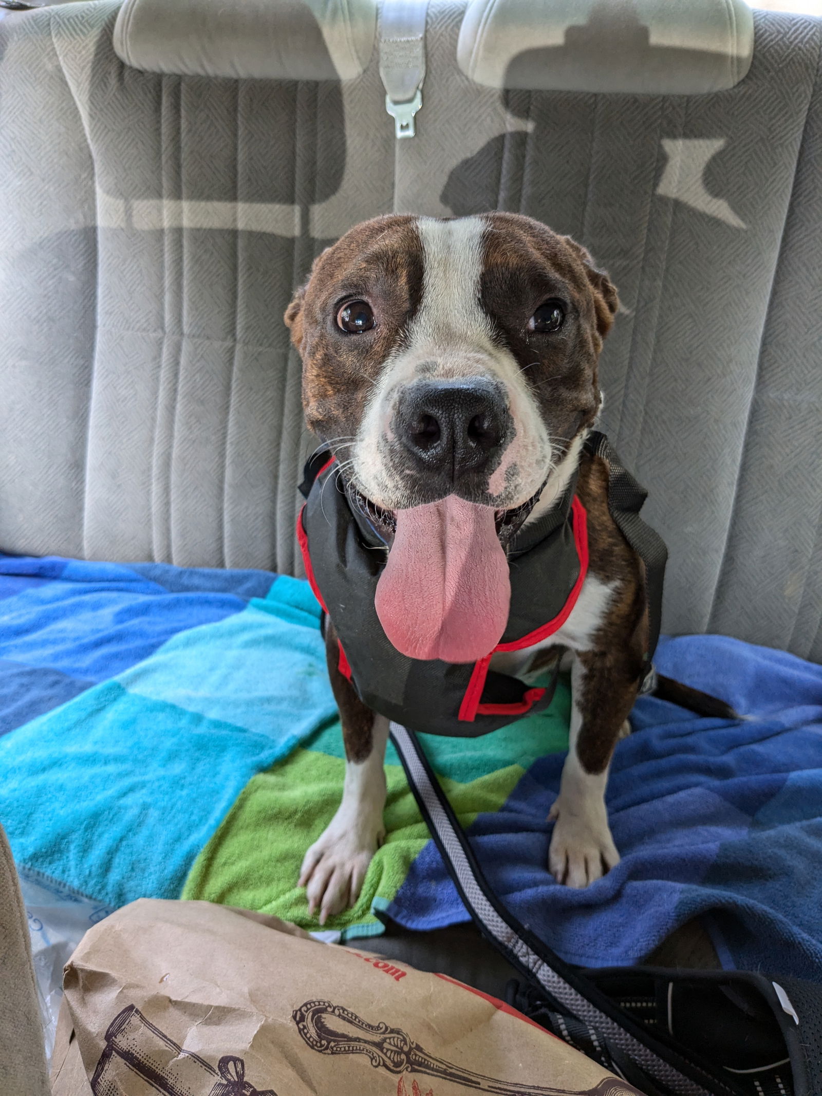 adoptable Dog in Herndon, VA named George