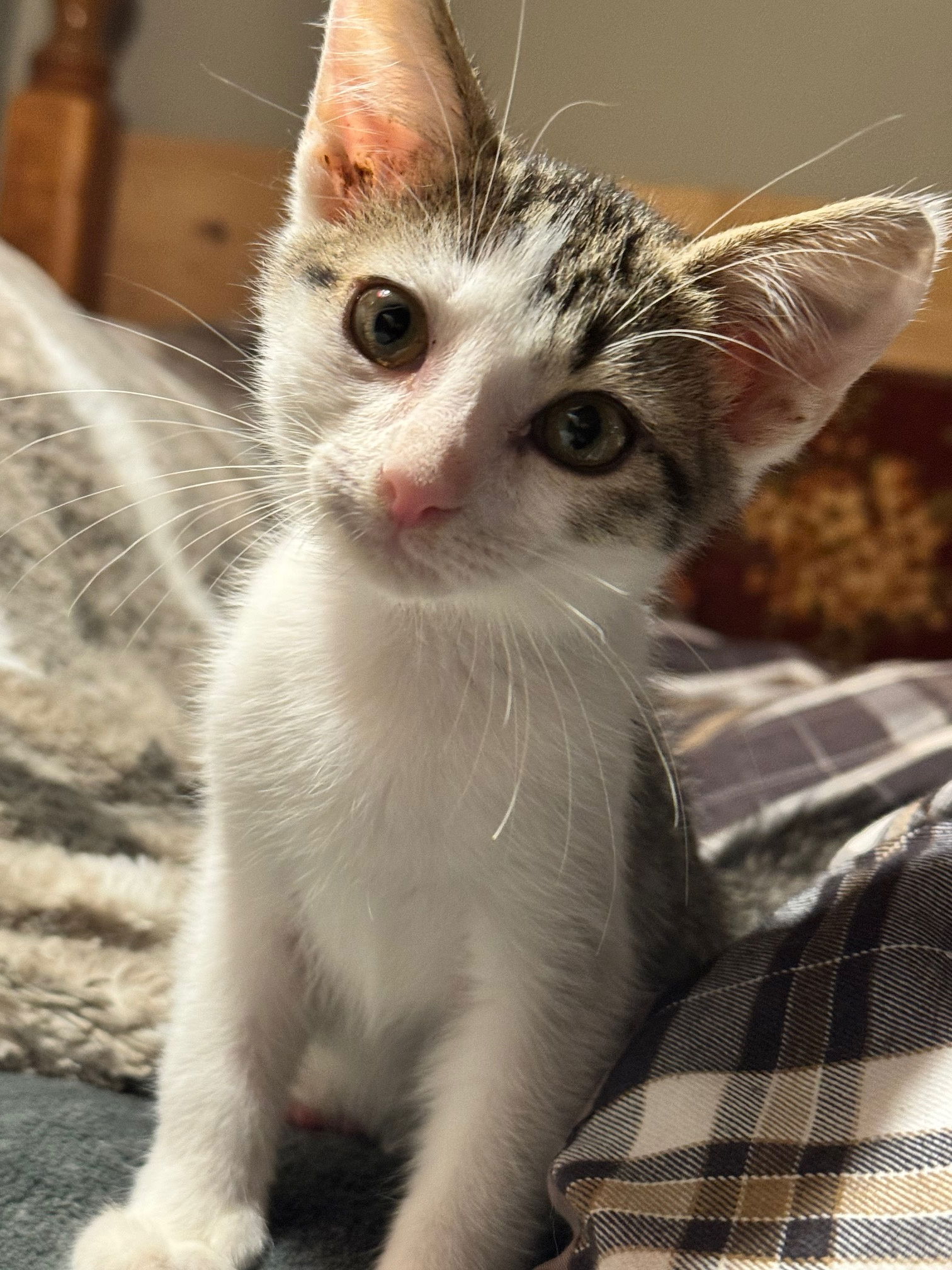 adoptable Cat in Herndon, VA named Anthony