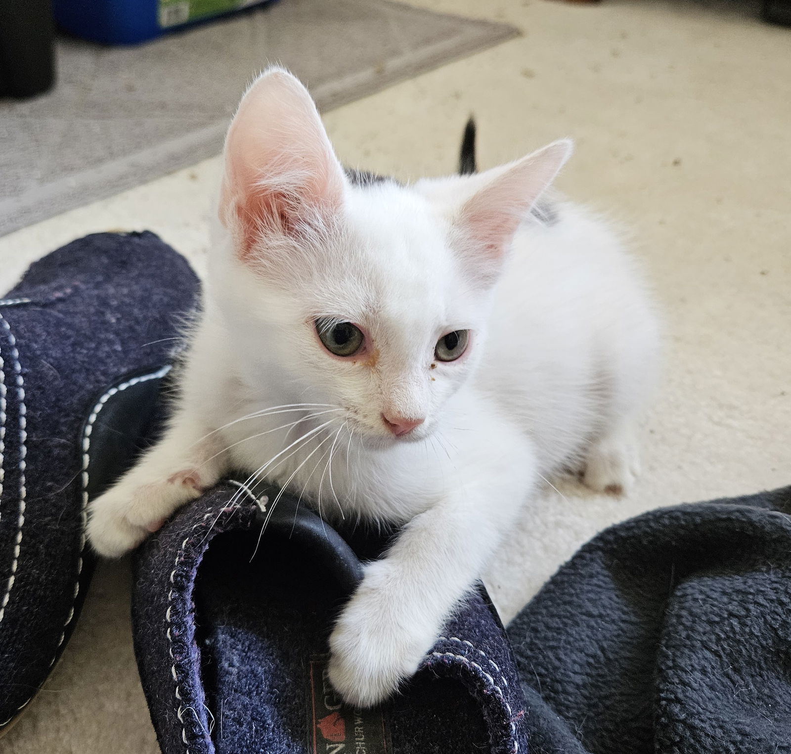 adoptable Cat in Herndon, VA named Cosmo