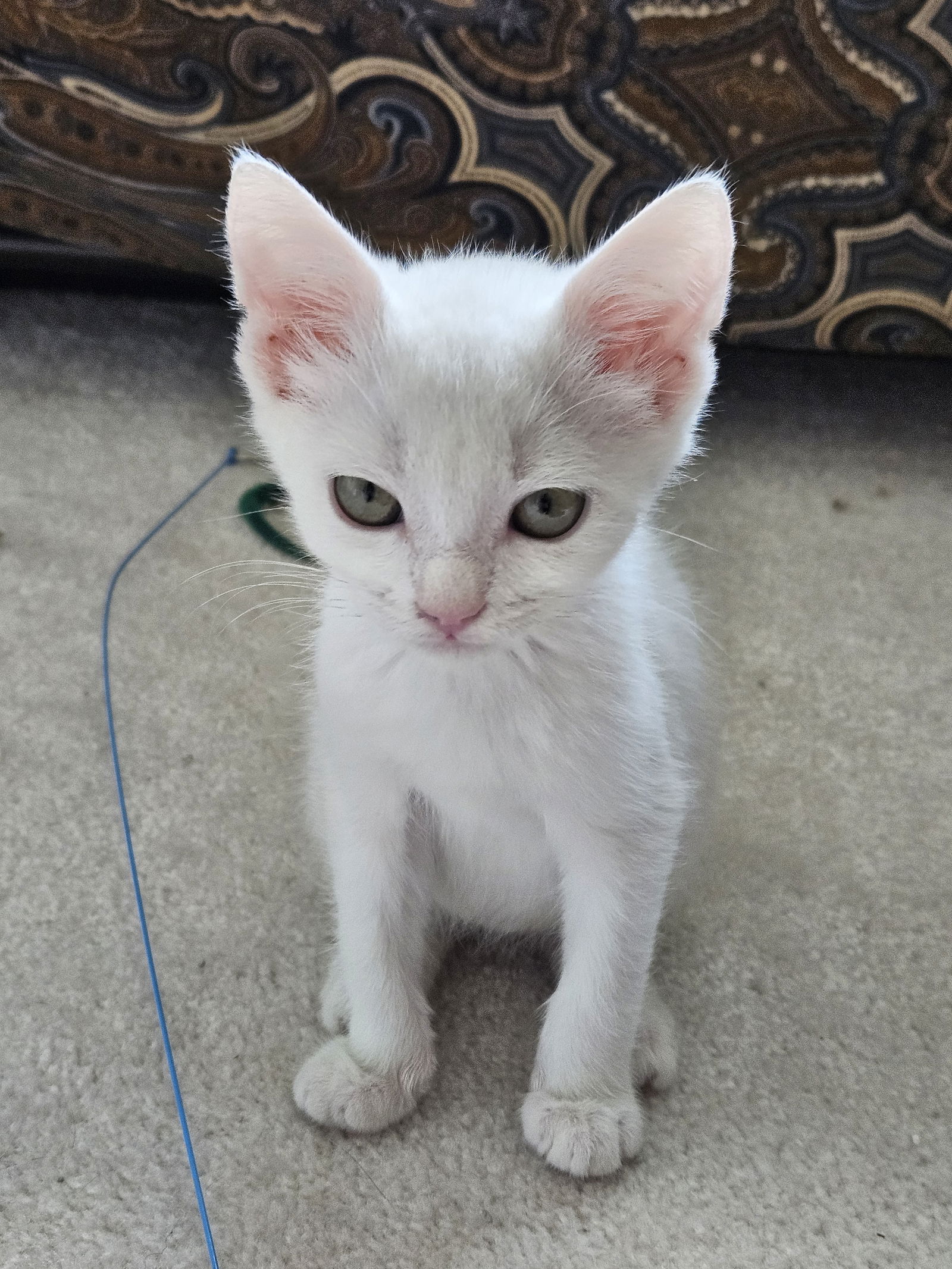 adoptable Cat in Herndon, VA named Timmy