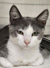 adoptable Cat in , VA named Caliper