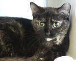 adoptable Cat in Herndon, VA named Sally