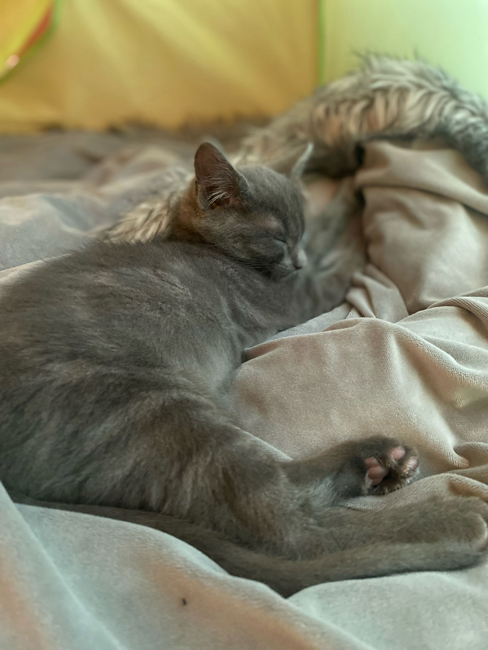 adoptable Cat in Herndon, VA named Shadow