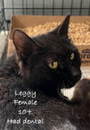 adoptable Cat in Herndon, VA named Leggy (& Winnie) bonded