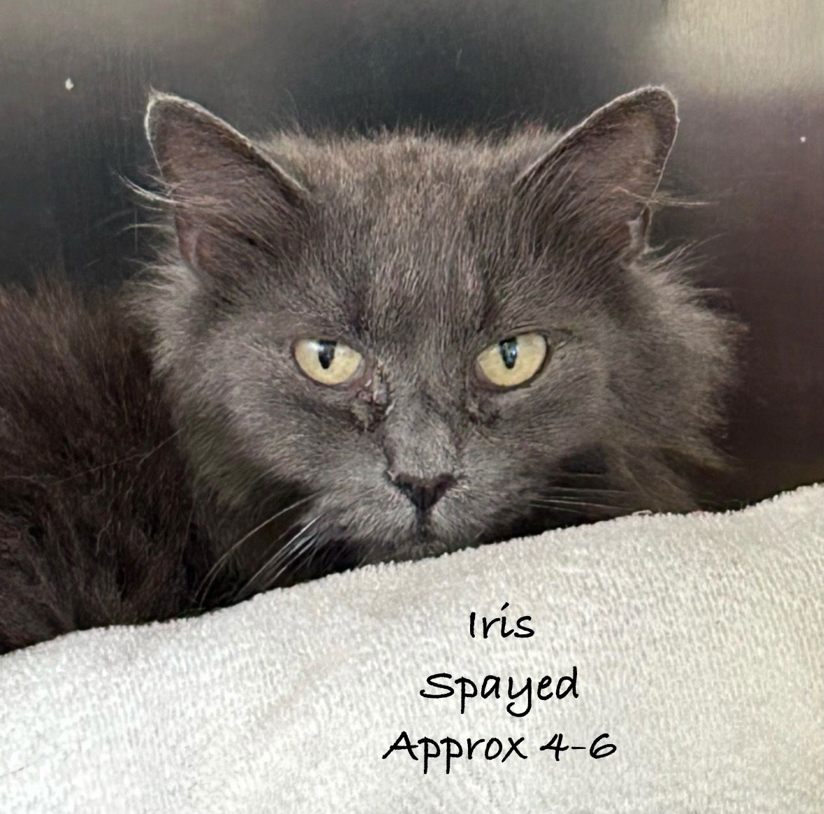 adoptable Cat in Herndon, VA named Iris (gray lady)