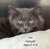 adoptable Cat in , VA named Iris (gray lady)