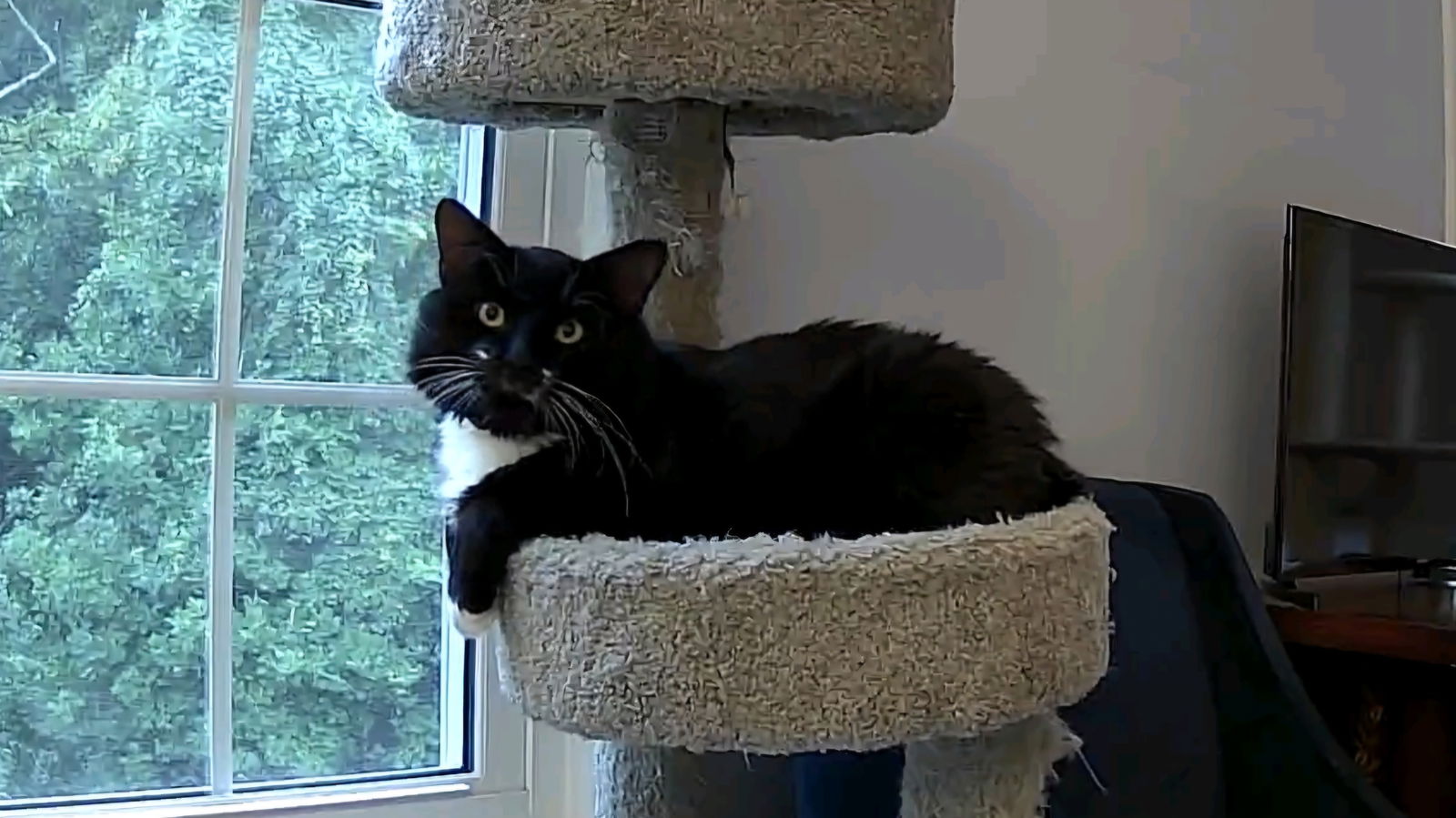 adoptable Cat in Herndon, VA named Mr. Whiskers