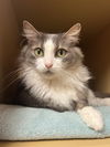 adoptable Cat in Herndon, VA named Thomas