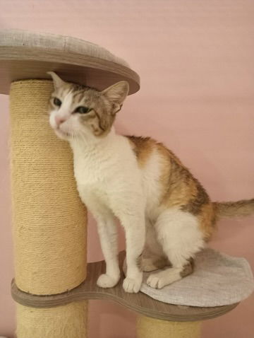 adoptable Cat in Herndon, VA named Athena