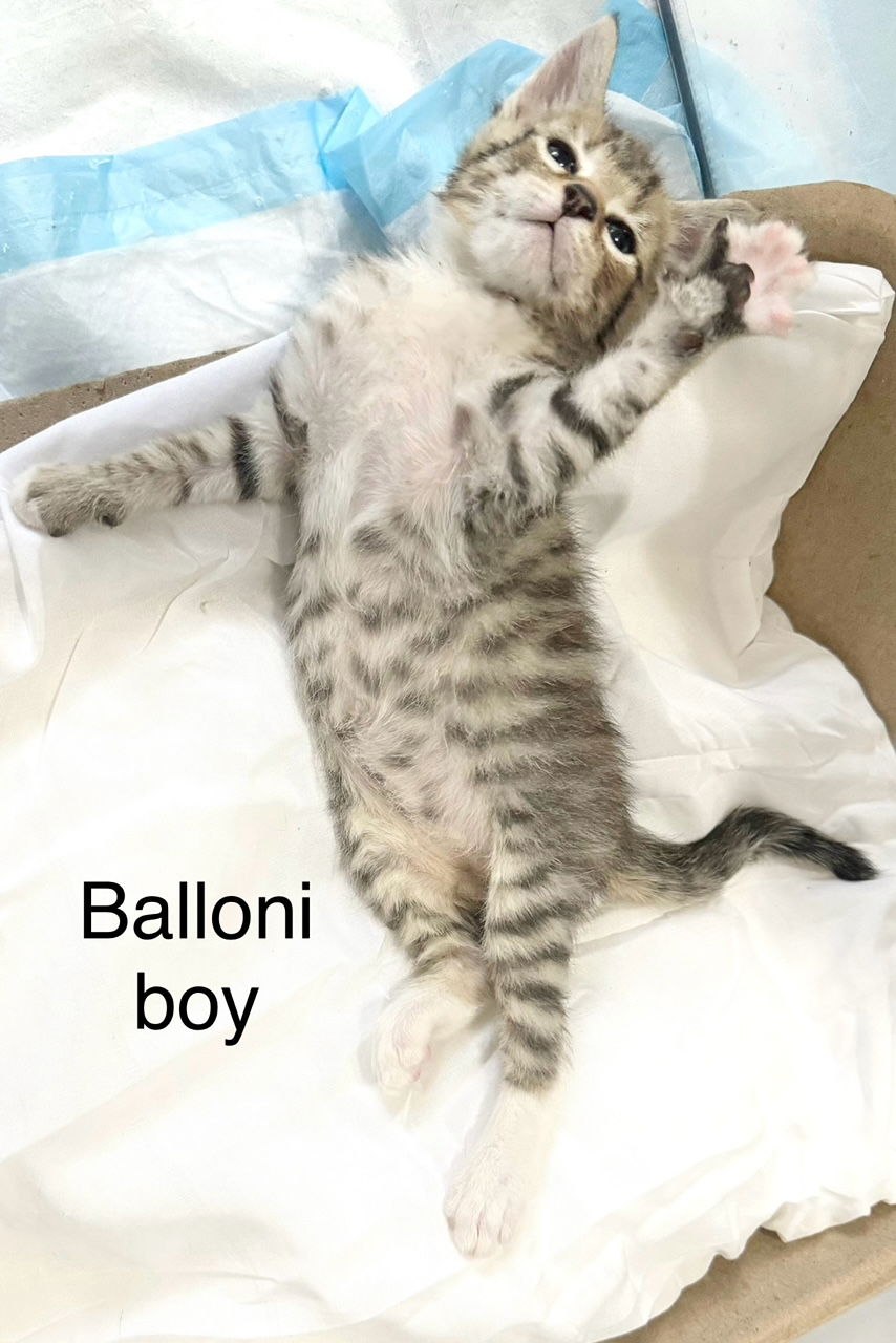 adoptable Cat in Herndon, VA named Balloni