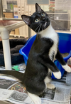 adoptable Cat in Herndon, VA named Dakota (& Kentucky)