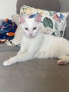 adoptable Cat in Herndon, VA named Snowball