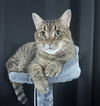 adoptable Cat in Herndon, VA named Chad