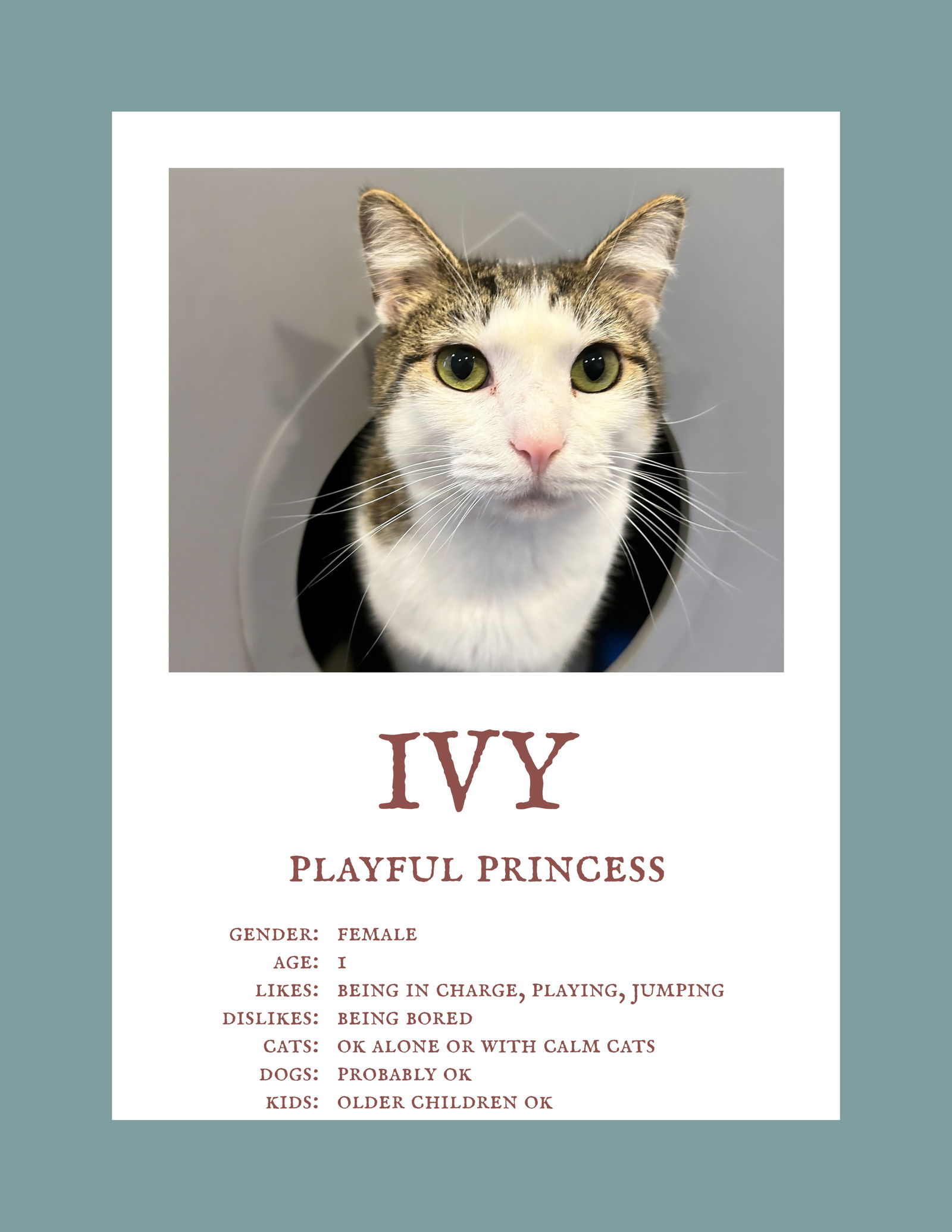 adoptable Cat in Alexandria, VA named Ivy