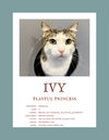 adoptable Cat in , VA named Ivy