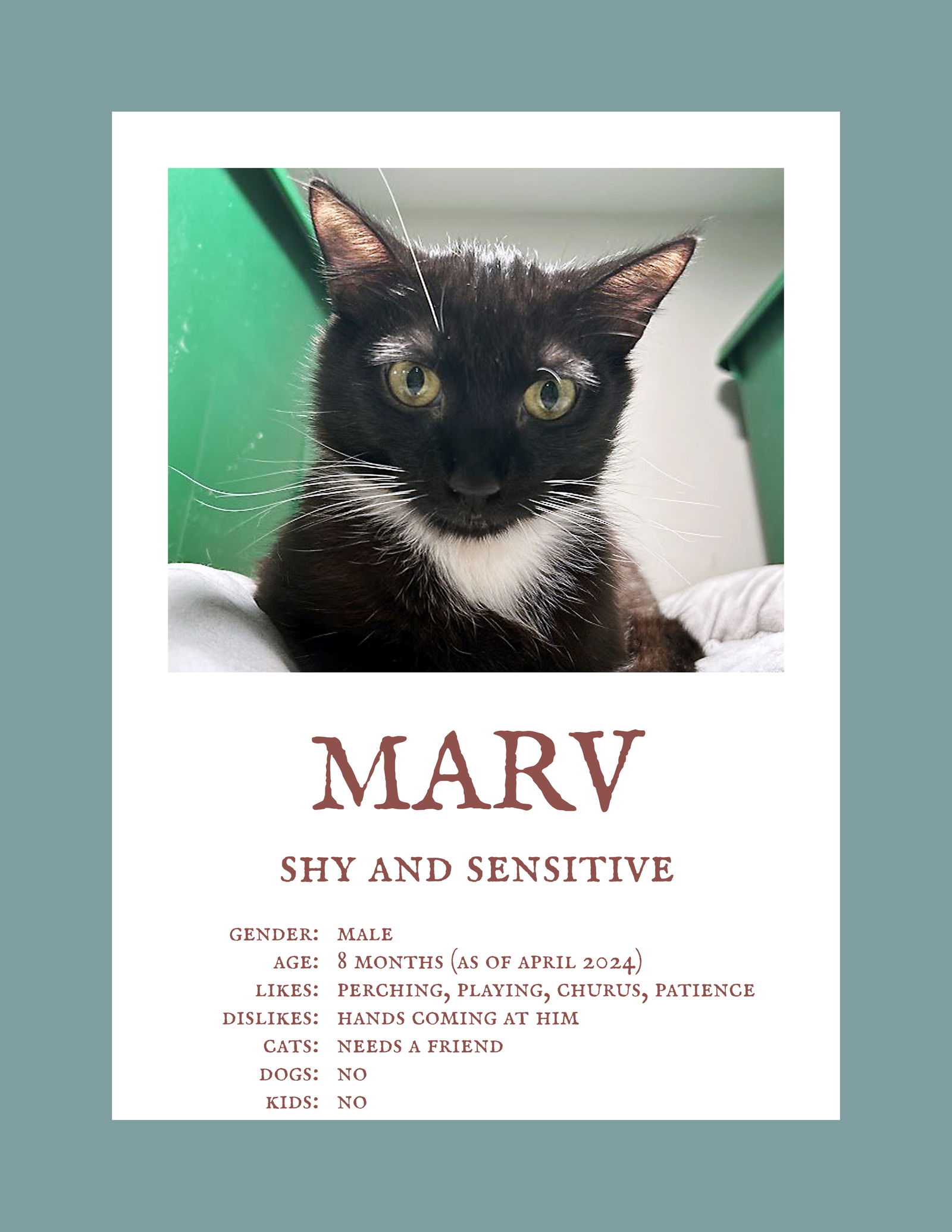 adoptable Cat in Alexandria, VA named Marv