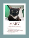 adoptable Cat in , VA named Marv