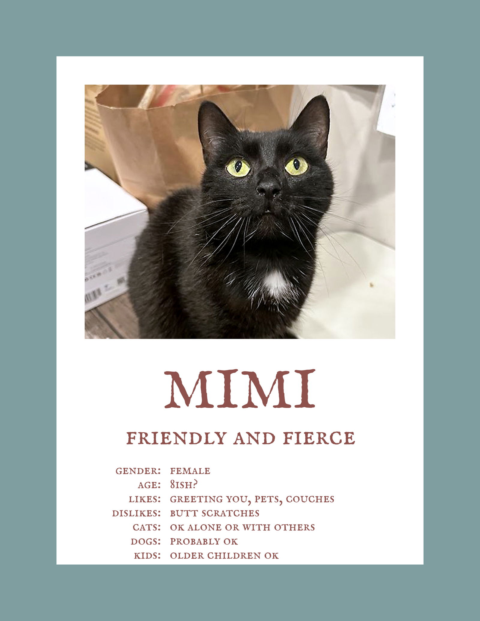 adoptable Cat in Alexandria, VA named Mimi