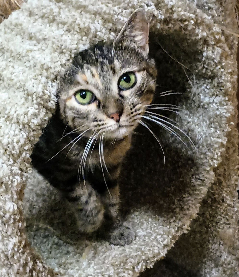 adoptable Cat in Chantilly, VA named Sassy