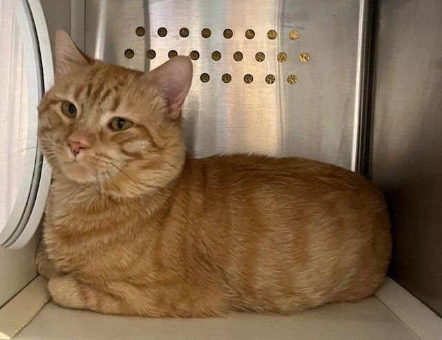 adoptable Cat in Herndon, VA named Uncle Roy