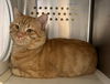 adoptable Cat in Herndon, VA named Uncle Roy