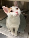 adoptable Cat in Herndon, VA named Andy