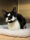 adoptable Cat in Herndon, VA named Winter