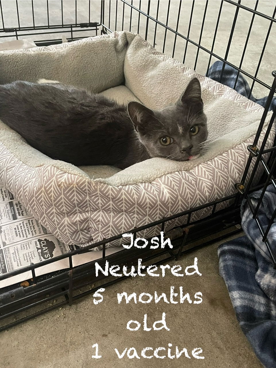 adoptable Cat in Herndon, VA named Josh