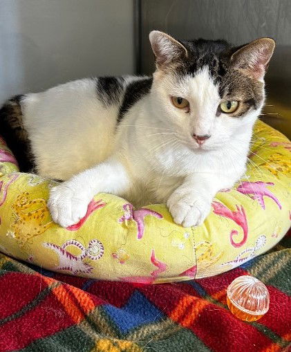 adoptable Cat in Alexandria, VA named Flynn