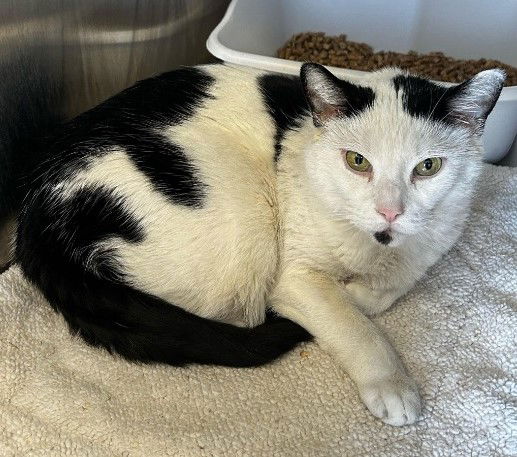 adoptable Cat in Alexandria, VA named Little Bit